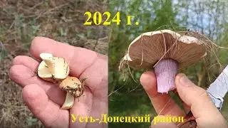 Первые маслята и синеножка. Открытие грибного сезона 2024 г.