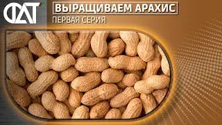 Выращиваем Арахис