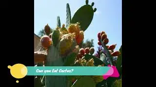 Can You Eat Cactus? - Which are Edible and What Does It Taste Like?