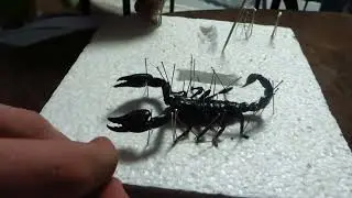 Pinning an Asian Forest Scorpion