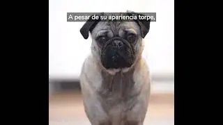 Pug