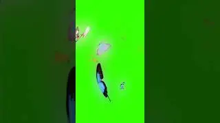 #butterfly