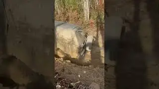 Terrano.Sakhalin. Vg33e. Просто красавчик вообще.