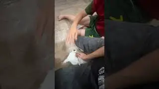 Больная лапка 🐾 не даёт играть ☹️ #венчикптенчик