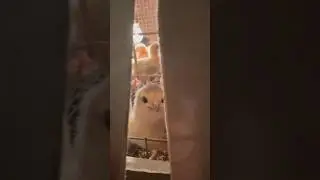 Скрытая камера у цыплят 
