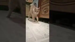 Женщина без мужчины.#юмор#кот#смешные котики