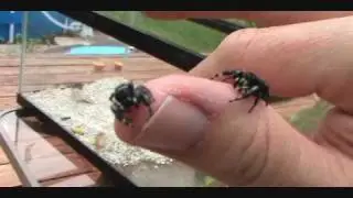Jumping Spiders Part 2, with Bob, the spider hunter
