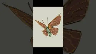 Какое насекомое нарисовать следующим?) 