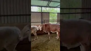 По кличке Ёба́. Сын Старика.