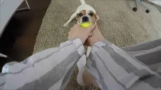 My Dog 🐶 Stole My Ball! #Animals #Cute #Dogs