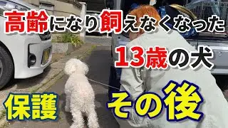 【高齢者と取り残されるペット達】高齢になり飼うことが出来なくなった犬の保護→その後のご報告：６９６