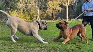 Big Boerboel’s Meet Up 