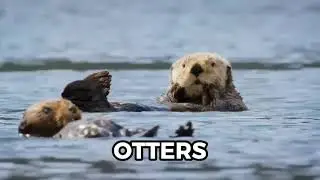 Otters: Nature's Playful Aquatic Marvels
