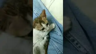 found adorable kitten in rains she is home finally