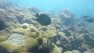 Mergulho Arraial do cabo parte 1/3