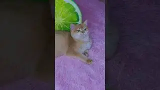 Is my cat Nika cute? 