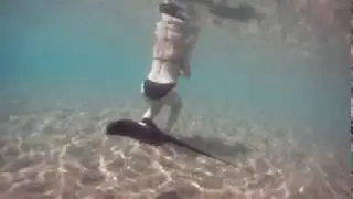 Raie pastenague venimeuse et dangereuse en mer méditerranée