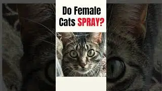 Do Female Cats Spray? How to Stop a Cat from Spraying | Why Cat Spray #catspraying #stopcatspraying