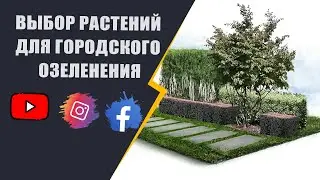 выбор растений для городского озеленения