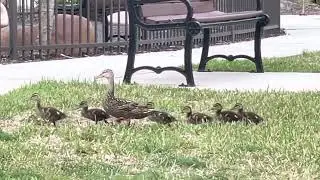 Make Way for Ducklings, Montecito Edition…