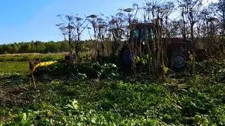 Подготовка поля с борщевиком под вспашку.  Борьба с борщевиком.  Разработка поля с борщевиком.