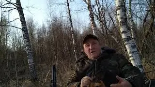 Первый выезд на охоту с Ягдтерьером Гансом