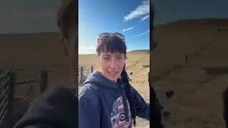 Cows are on their way home!  Snow in the forecast!  #cow #cattle #ranch #ranchlife #wyoming