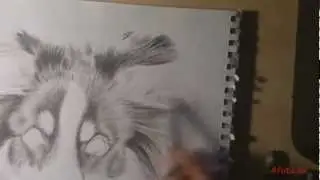 Fendi, Australian Shepherd, Time-Lapse drawing (4fota.se)