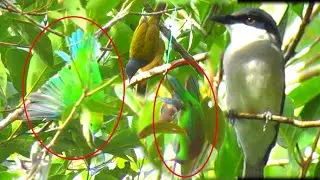 mikat cucak ijo dan cucak ranting di pinggir tebing hasil nya memuaskan