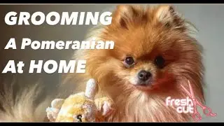 How To Groom A Pomeranian At Home  🐶 🏠