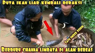 PANEN CHANNA GUNUNG IKAN YANG LAGI VIRAL