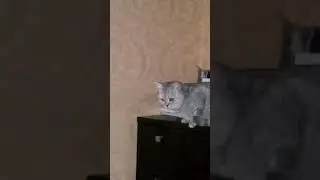 Плазмоиды ночью🐾🐱✨🤤