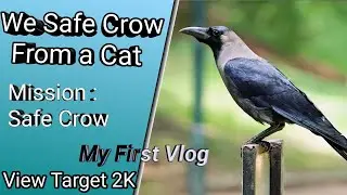 My First Vlog With Pink Urdu