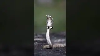 Top 5 Most Dangerous Snakes in the Subcontinent