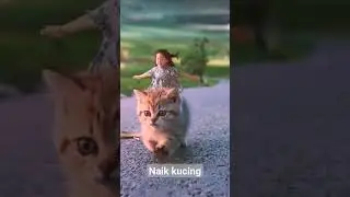 kucing imut😻😻 #shorts