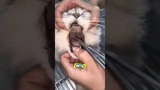 Маленький котёнок страдал от иглы… 😢 Но его спасли! 🙌