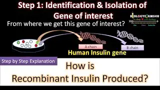 Steps Involved in the production of Recombinant Insulin. How Recombinant Insulin is produced?