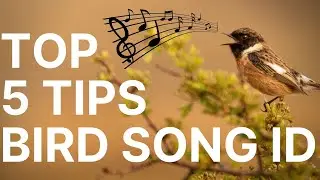 How to Learn Bird Identification by Song - 5 Top Tips