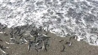 Камчатский берег, нерест мойвы