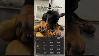 Тривалість голодної дієти для котів і собак | Рекомендації Зоолюкс   #vet #cat #тварини #pets #dog