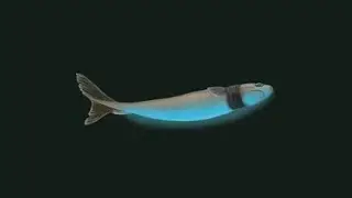 The Largetooth Cookiecutter Shark🦈 (Shark Week🦈)