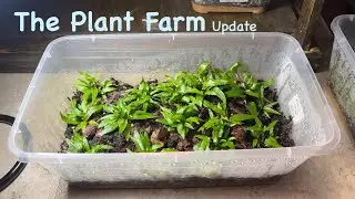 An update on the aquatic plant farm.