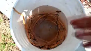 Spruce roots