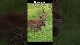 В жизни так бывает :) Shorts  #cute #funny #смешное_видео