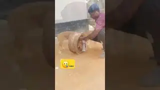 help... #dogs #help #wheels #chien #sauvetage
