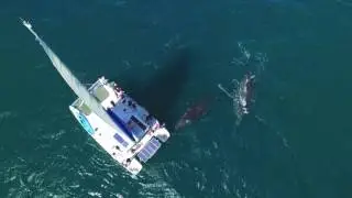 baleines