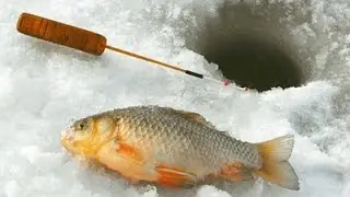 Carp in winter