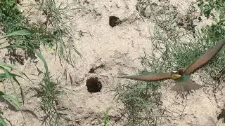 I gruccioni nella bassa