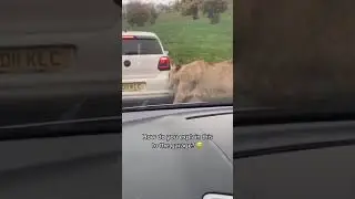 A lion tried to eat my car bro”