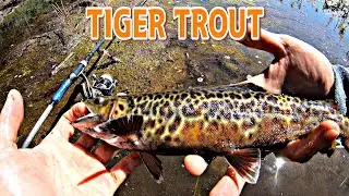 Fishing in the Mountains: TIGER TROUT (Sight Fishing!)